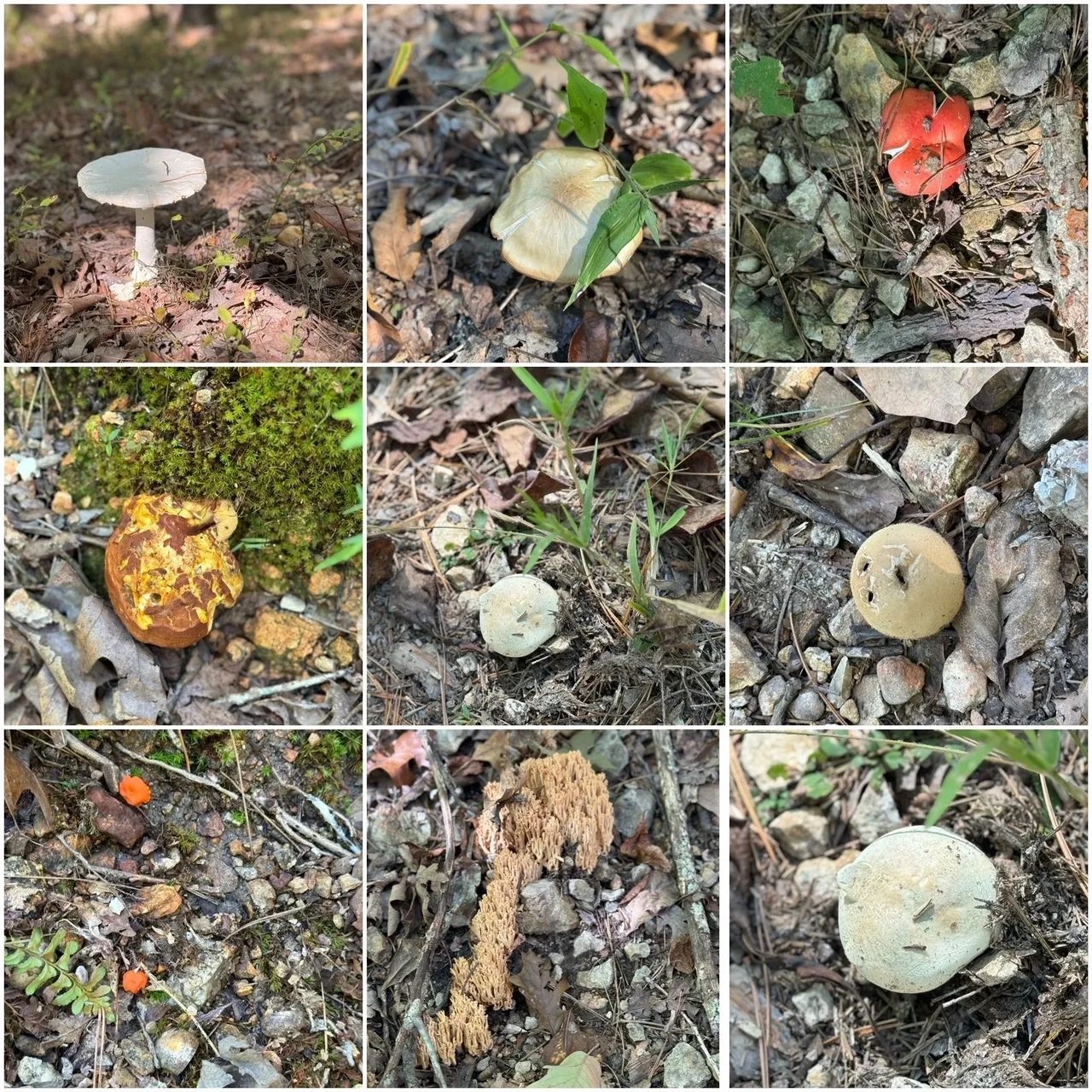 A series of photographs showing different types of mushrooms.