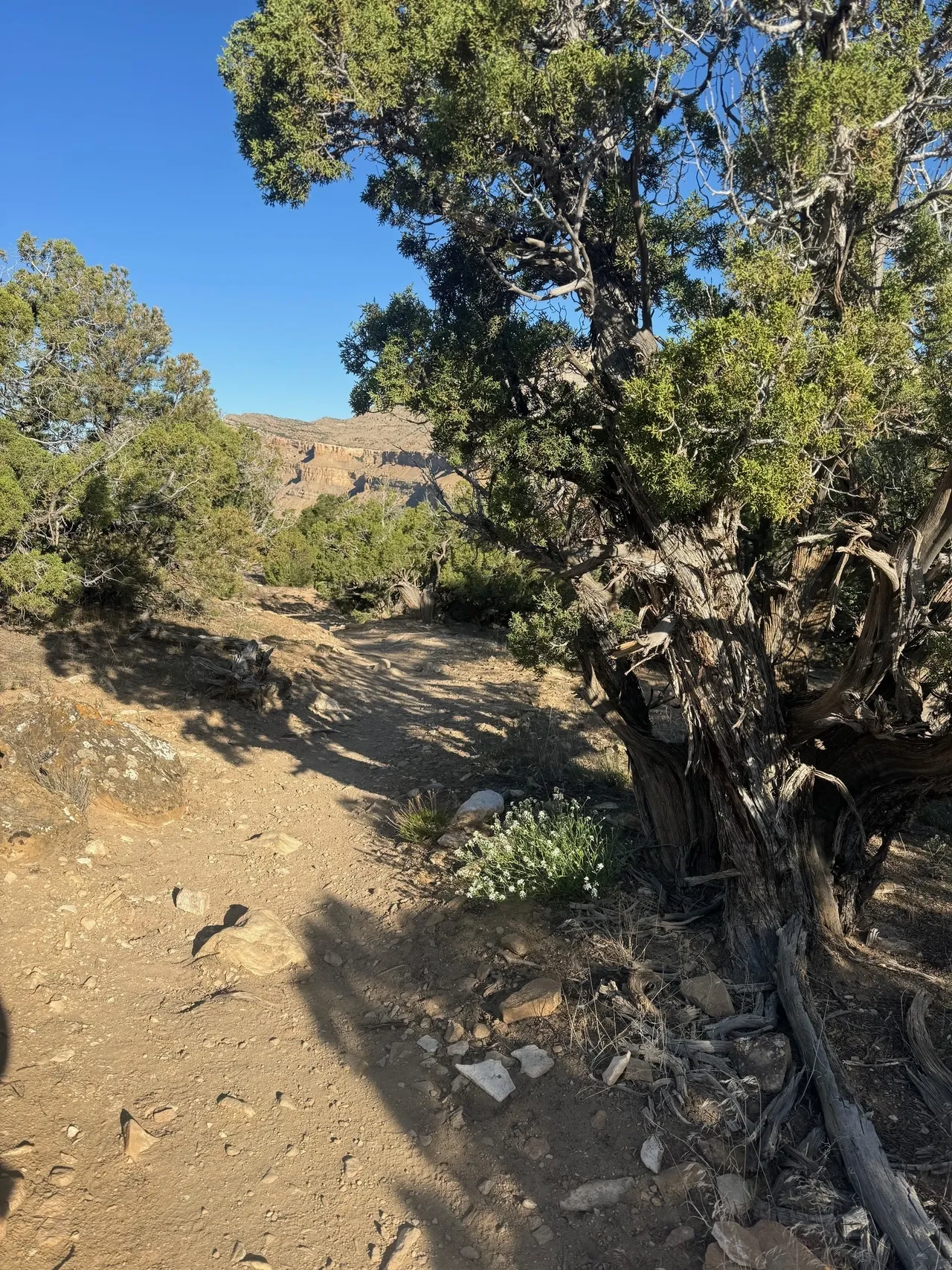 A dirt road with trees and bushes on it