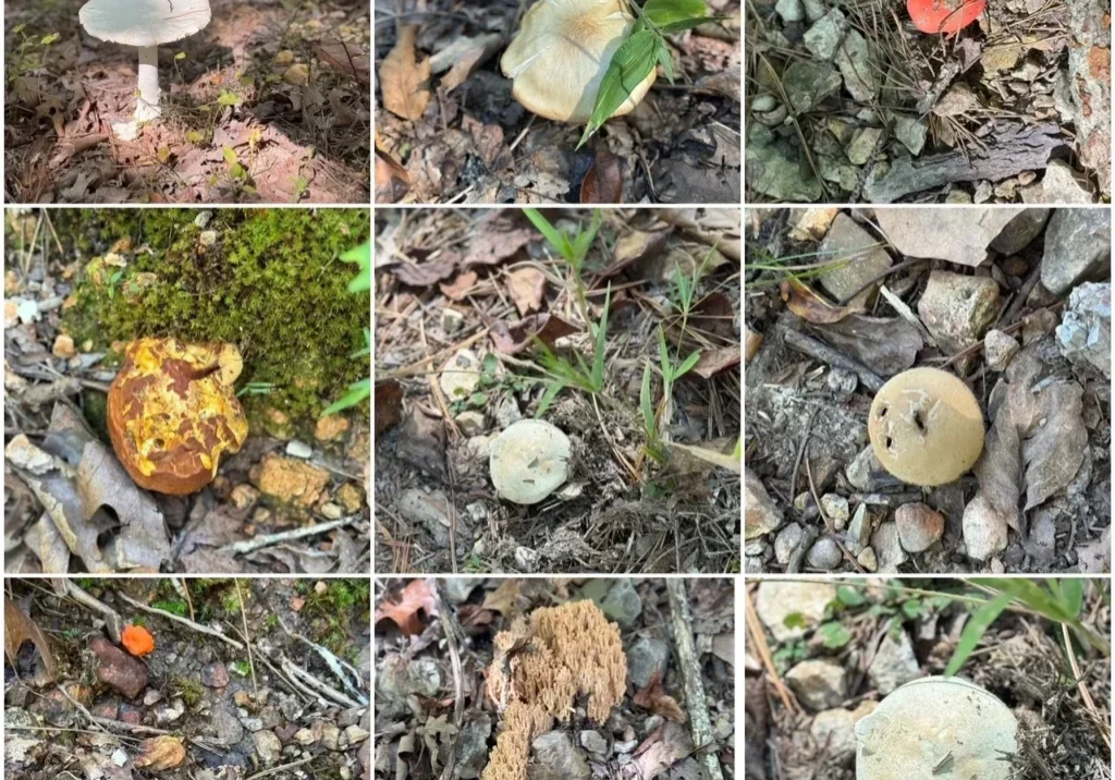 A series of photographs showing different types of mushrooms.