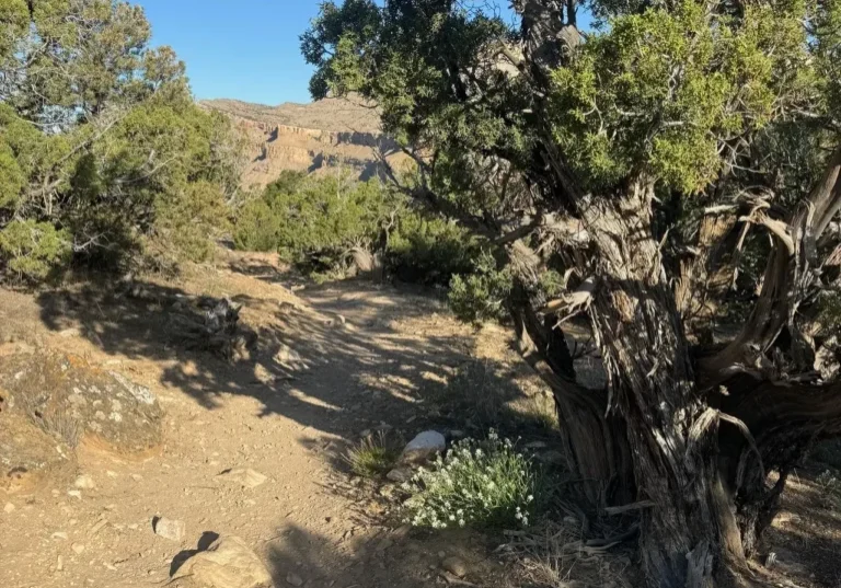 A dirt road with trees and bushes on it